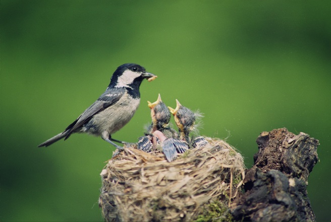 nest-bird-feeding